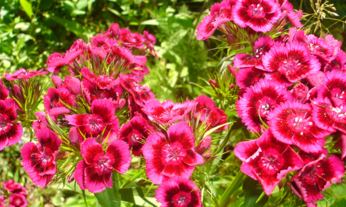 Dark Pink Flowers