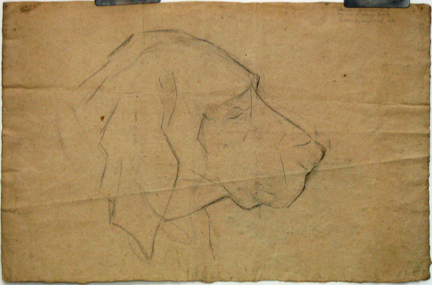 Sketch, Dog, Graphite on paper