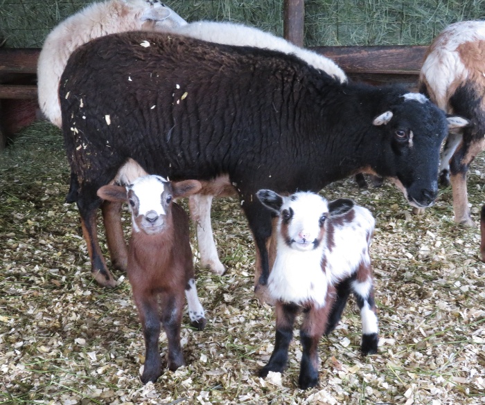 Big Rock Rhiatta - brown & white ram, tri-colour ram
Doberman gene