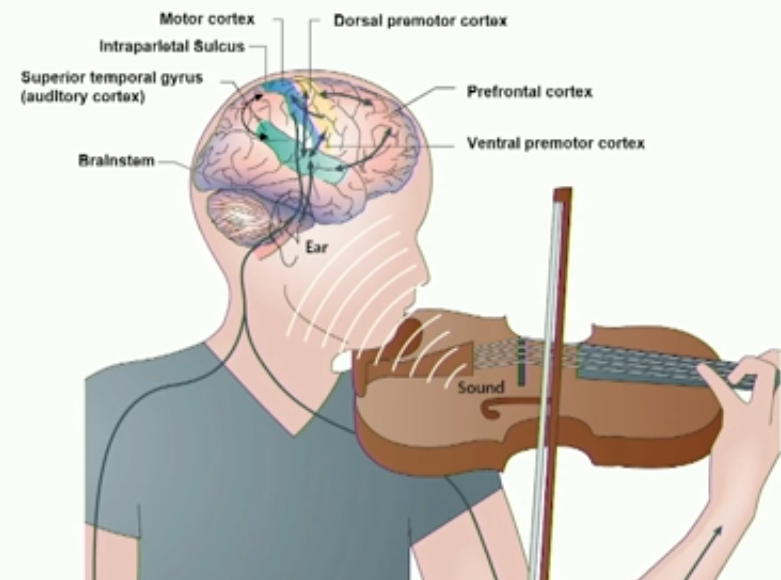https://0901.nccdn.net/4_2/000/000/085/3be/image-musicien-et-cerveau.png