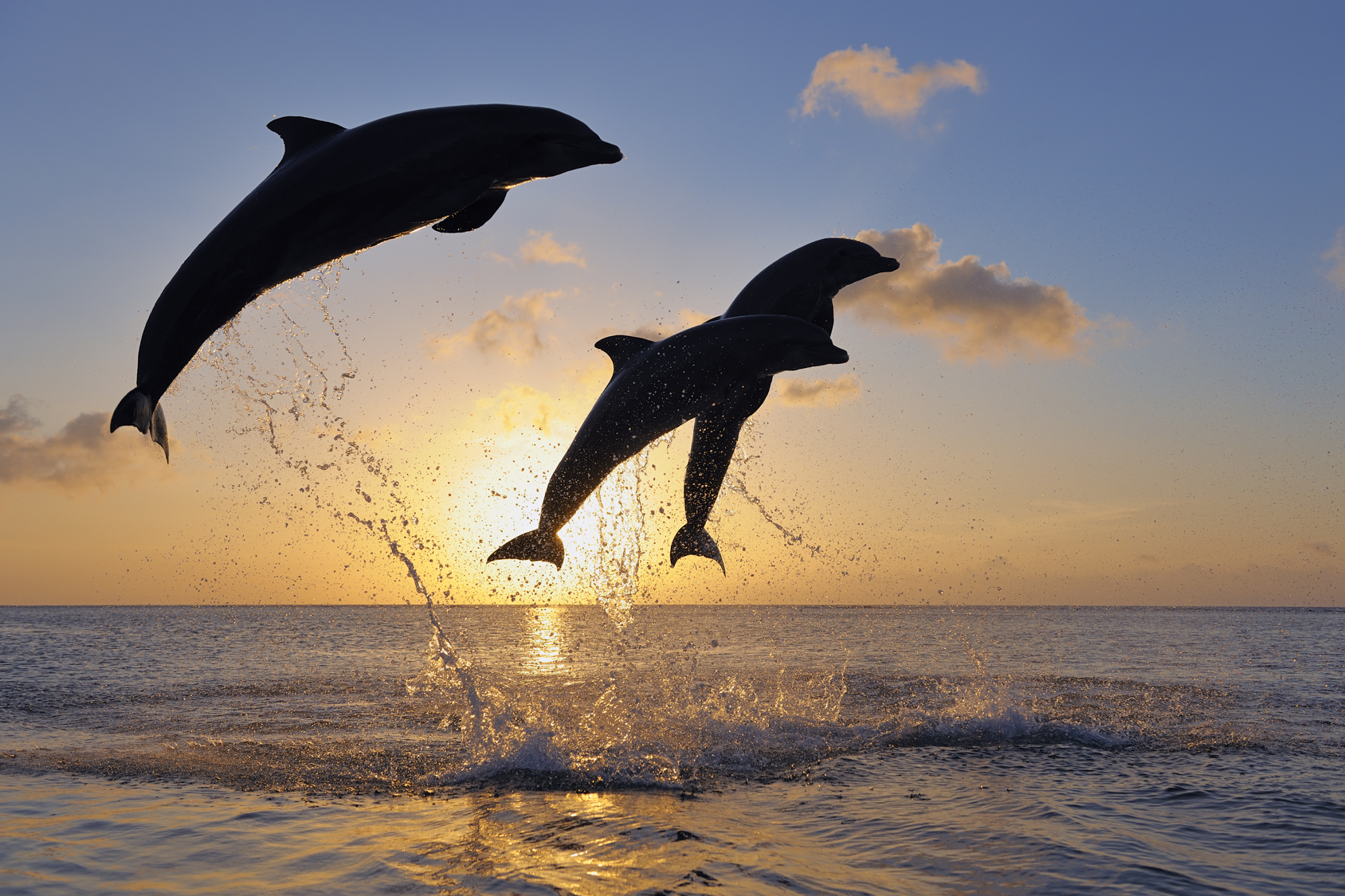 Happy dolphins 