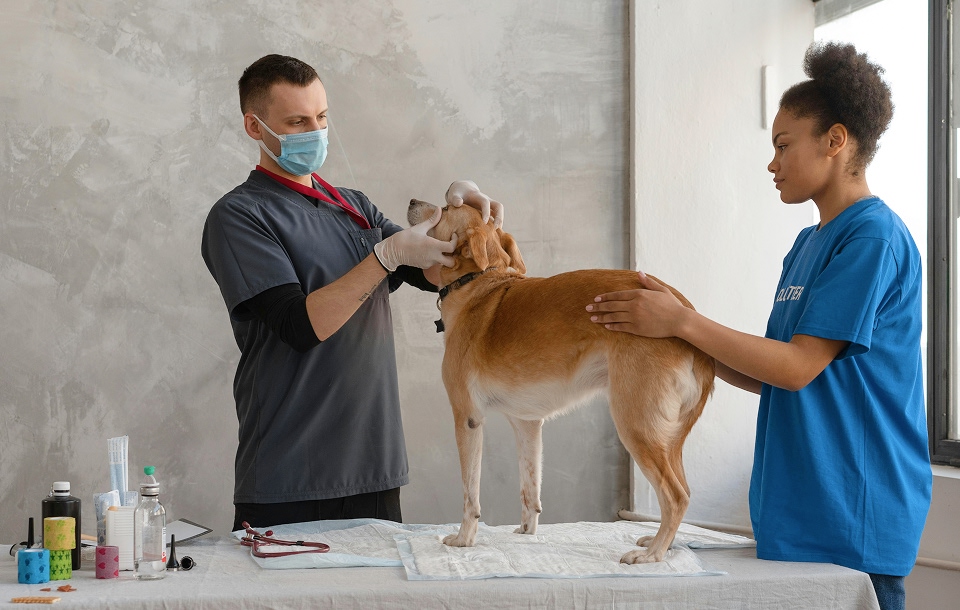 a veterinarian examining a dog