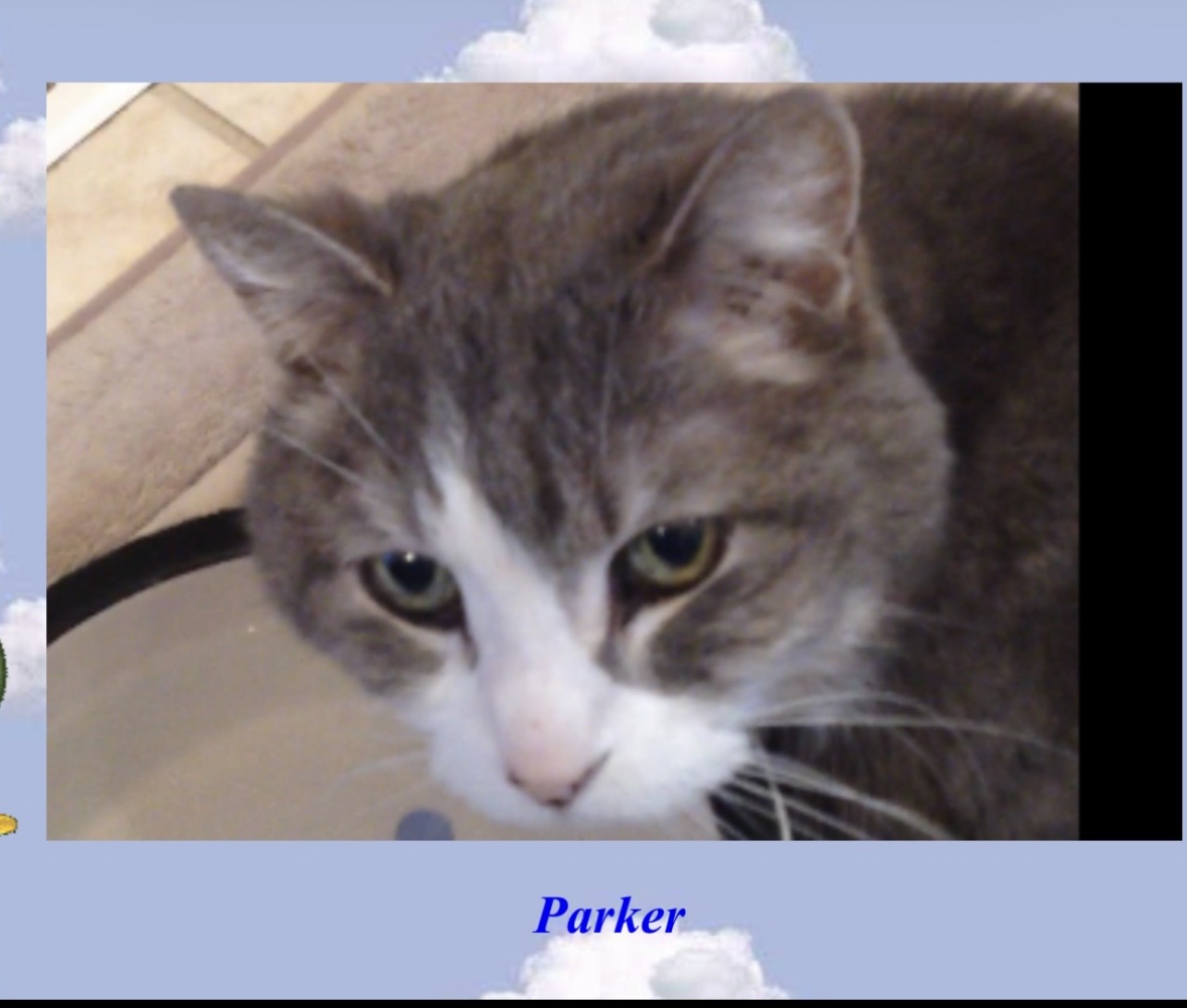 Parker.clients cat