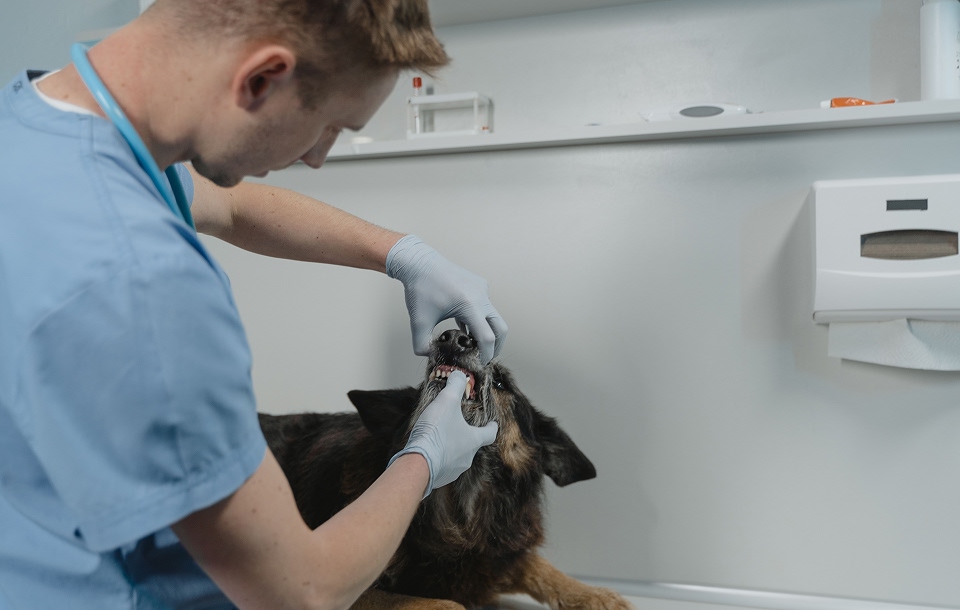 dental examination