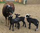 Rhiatta
ram$350(sold), ewe $250(sold), ram $300