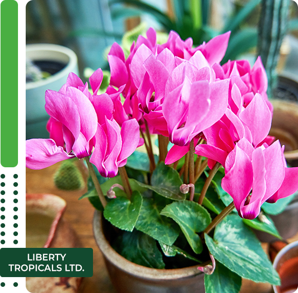 Pink cyclamen flowers in a flowerpot
