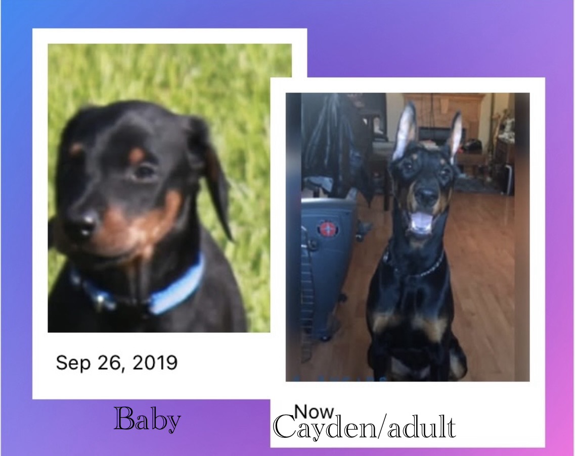 Cayden as a puppy now a adult 7.5 years young❤️