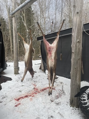 https://0901.nccdn.net/4_2/000/000/087/df2/2024-rifle-hunt-ontario-whitetail-deer-hunt-wild-north-outfitter.jpg
