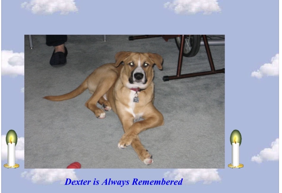 Dexter.missed by mark & myself & Marianna & Bob
