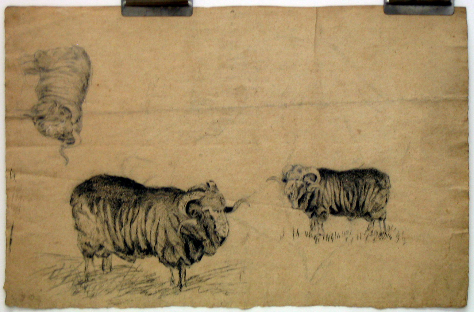 Sketch, Sheep, Graphite on paper