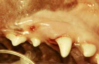 Abcess from retained baby tooth, abcess is at tip of root.