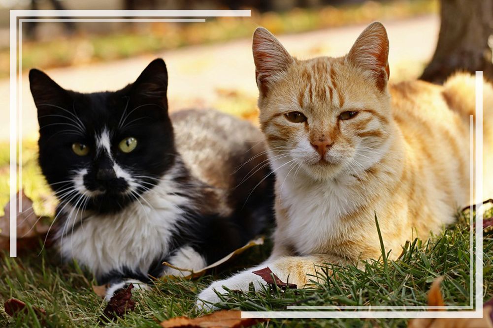 two cates