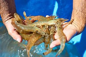 Manos sujetando varios camarones en un ambiente acuático.