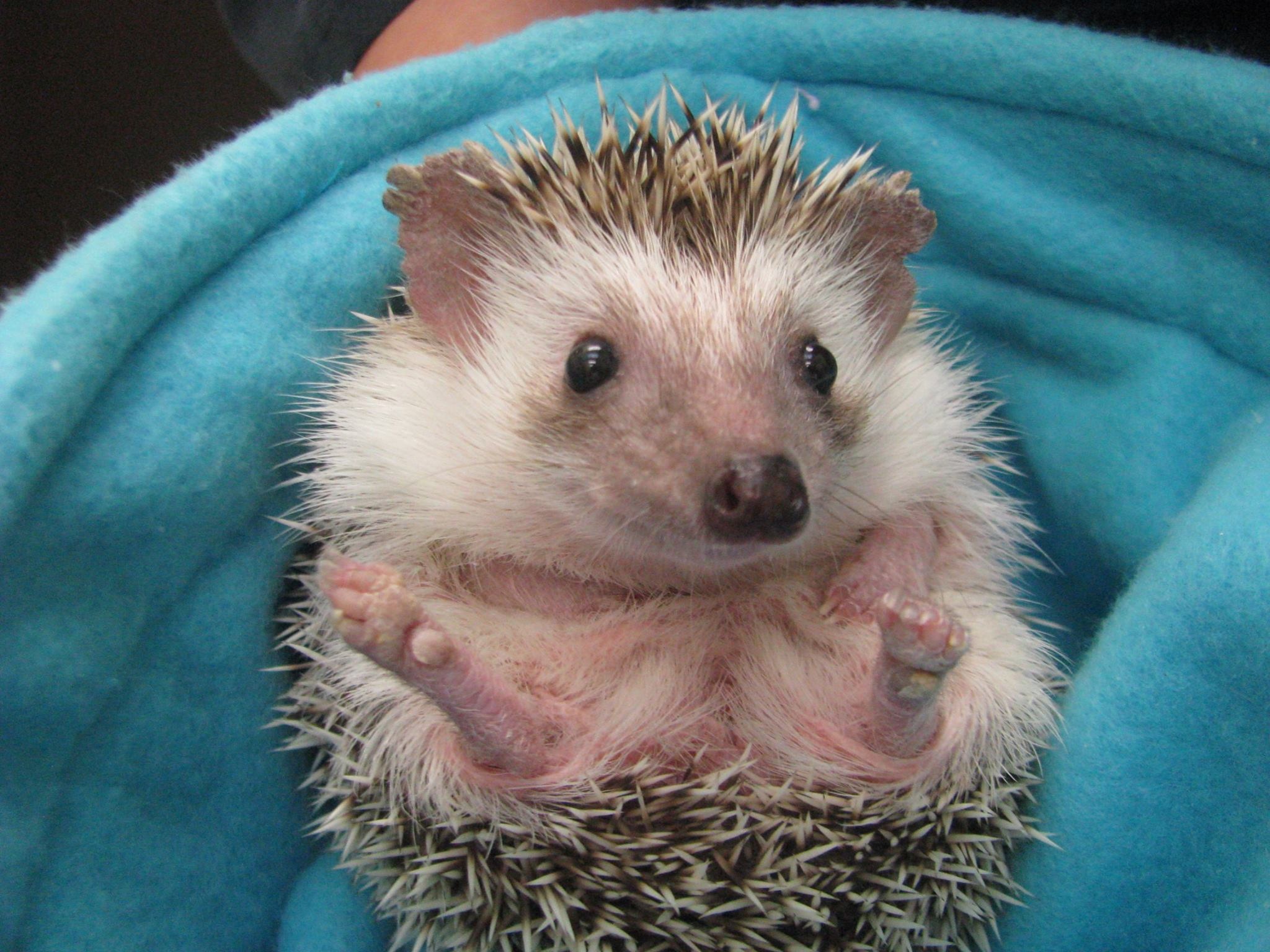 Calgary Avian & Exotic Pet Clinic Hedgehog Care