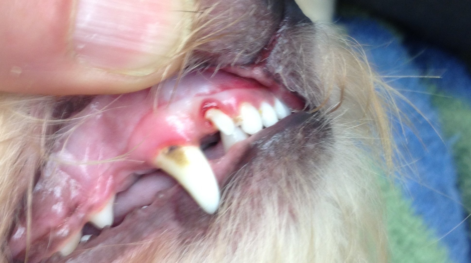 A "baby" incisor on an adult dog. Note redness and gum loss