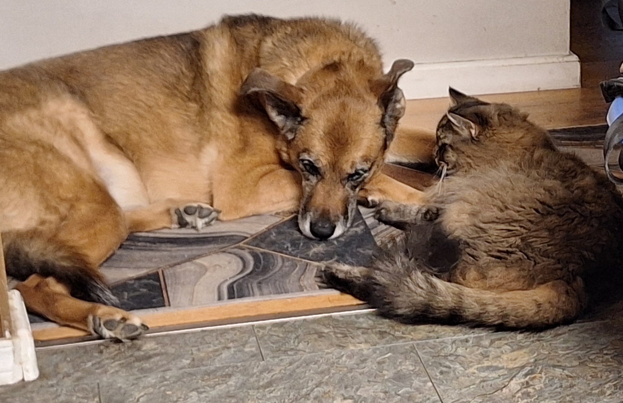 Shelby & Duffy