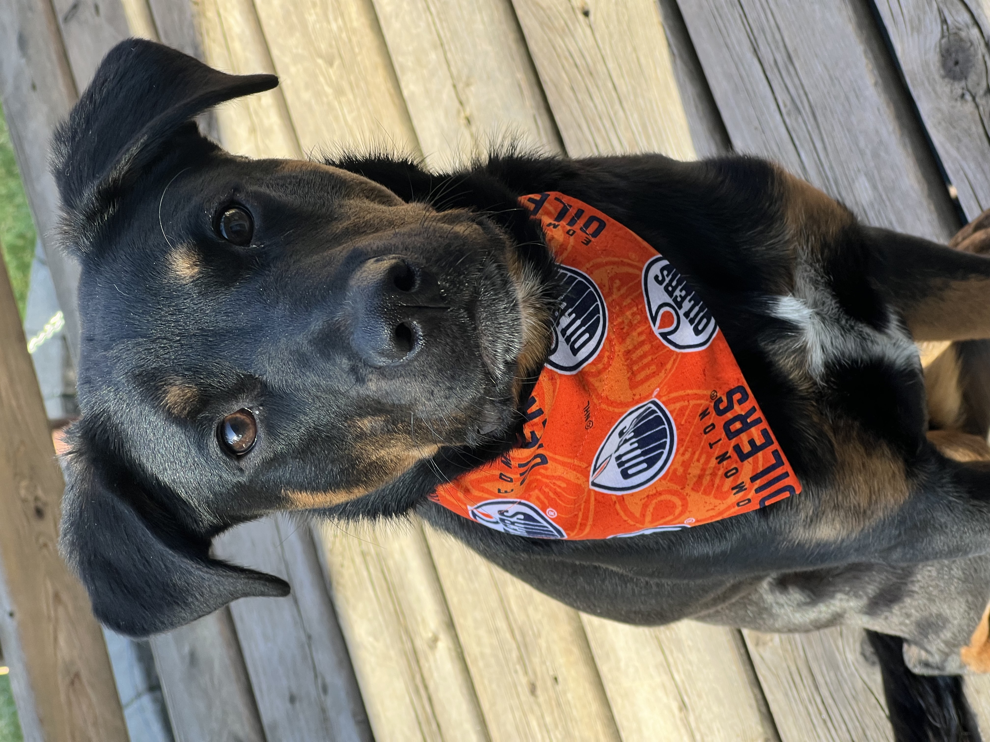 OILERS BANDANA