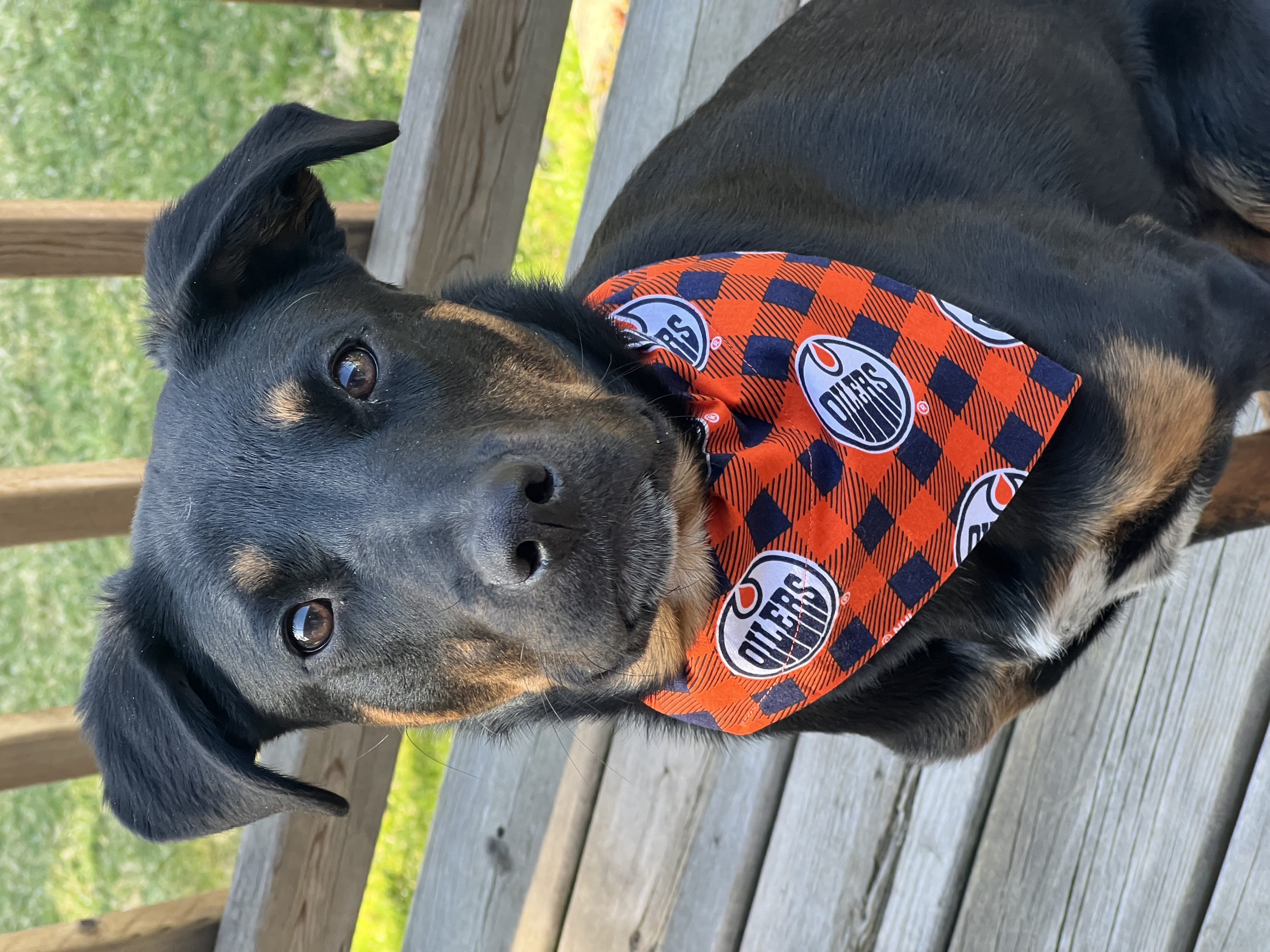 OILERS CHECKER BANDANA