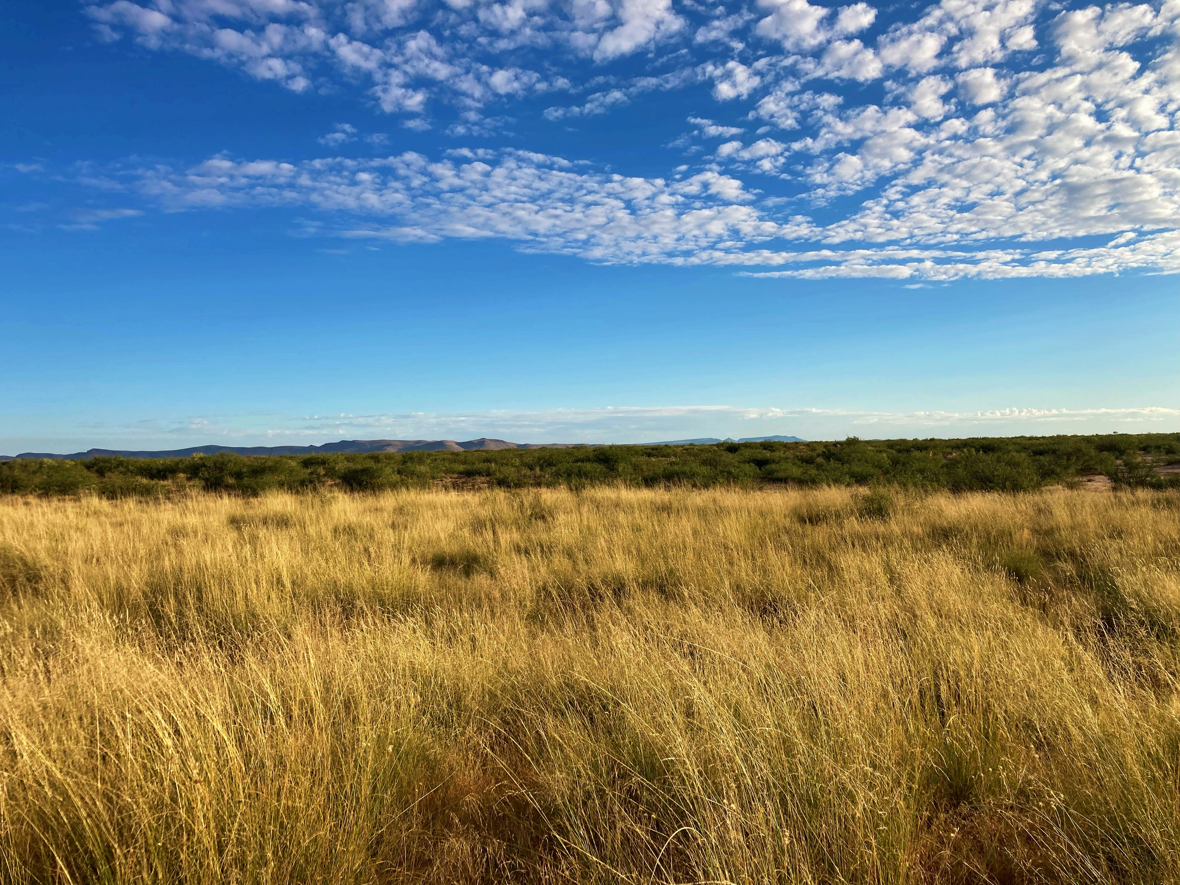 a field of tall grass
