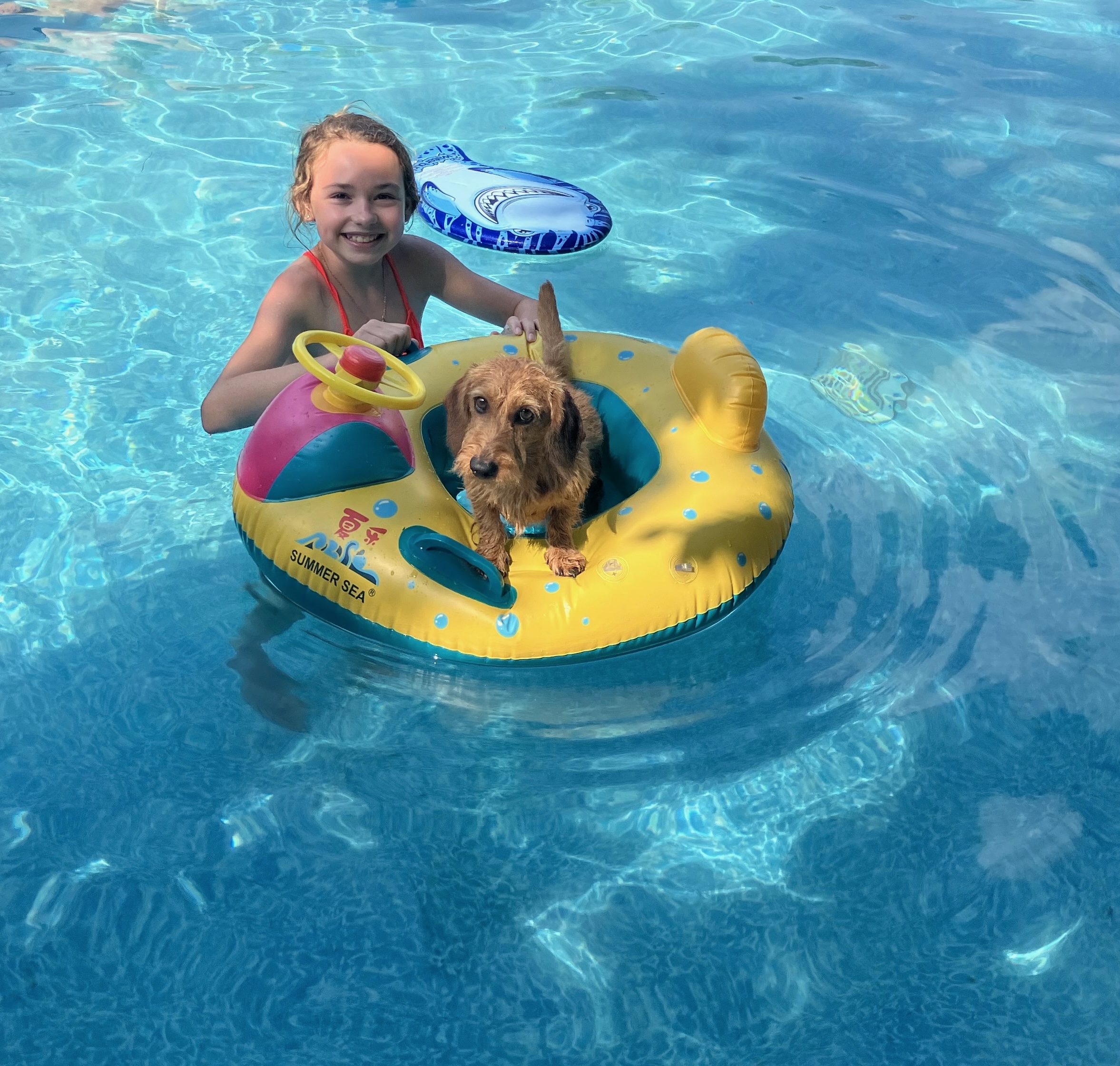Close-up of a cute Yorkshire Terrier puppy with shiny fur and alert expression, sitting outdoors in a sunny garden.
Close-up of a cute Yorkshire Terrier puppy with shiny fur and alert expression, sitting outdoors in a sunny garden.